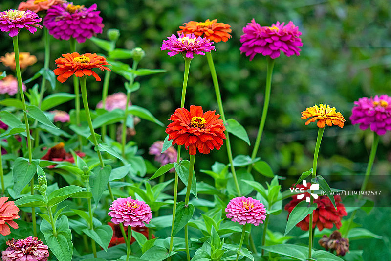 夏季花园中盛开的各种颜色的百日草图片素材