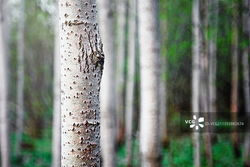森林中白杨树干特写图片素材