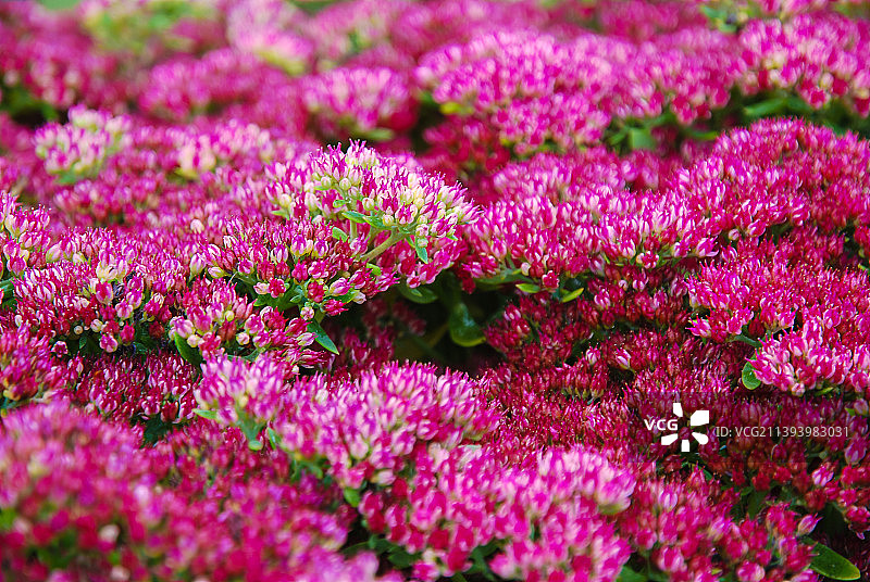 八宝景天：秋季盛开，用于景观美化的华丽多年生植物图片素材