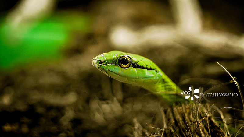 田野上的鹦鹉蛇特写图片素材