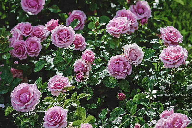 夏季花园中盛开的粉色玫瑰灌木图片素材