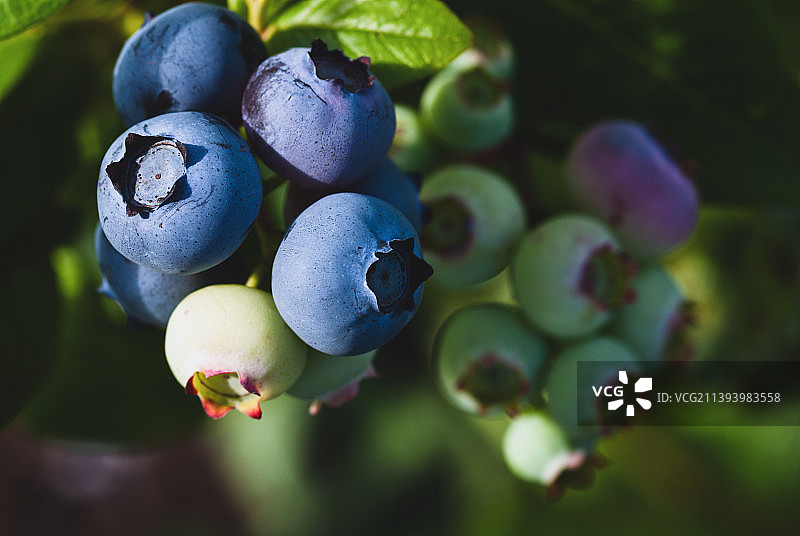 阳光下灌木丛中成熟和未成熟的蓝莓，特写图片素材