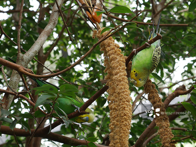树上生长的水果仰视图片素材