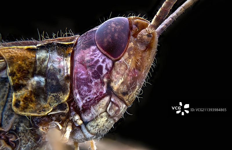 黑色背景下植物上昆虫的特写，英国伦敦图片素材