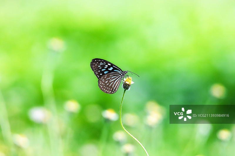 散景模糊背景上带有花朵的深蓝色玻璃虎斑蝶图片素材