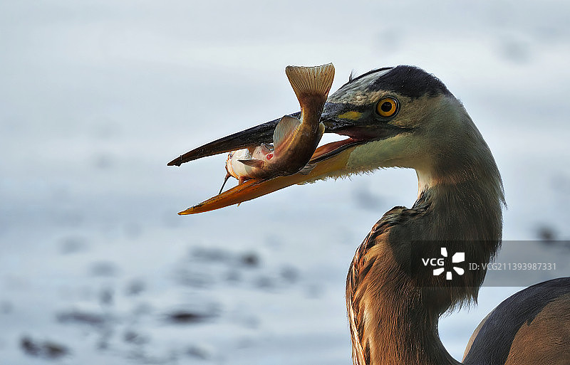 加拿大蒙特利尔树枝上栖息的苍鹭特写图片素材