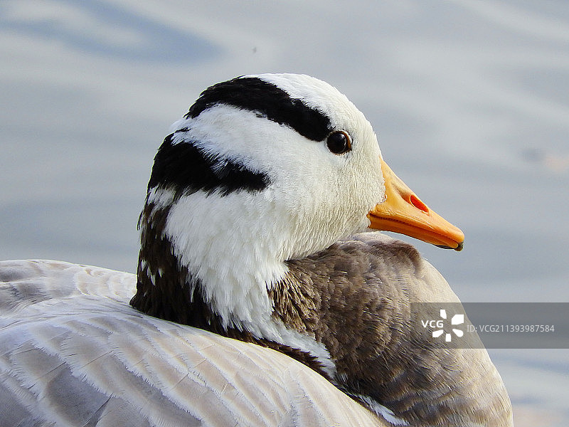 湖中游泳的麝香鸭特写图片素材