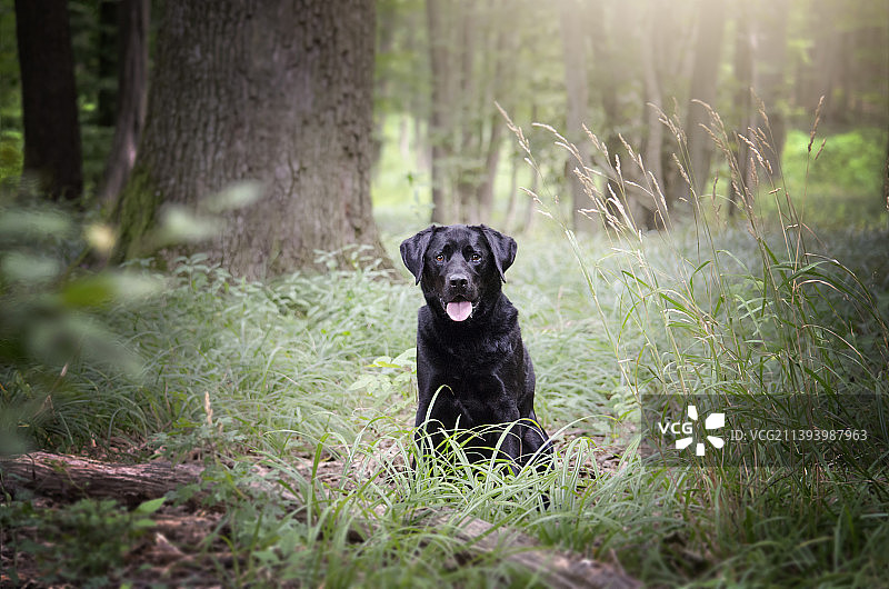 坐在田野上的拉布拉多寻回犬肖像图片素材