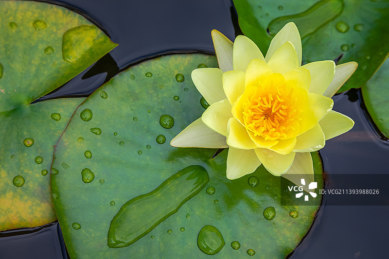 吉维尼池塘上的睡莲和水滴，法国图片素材
