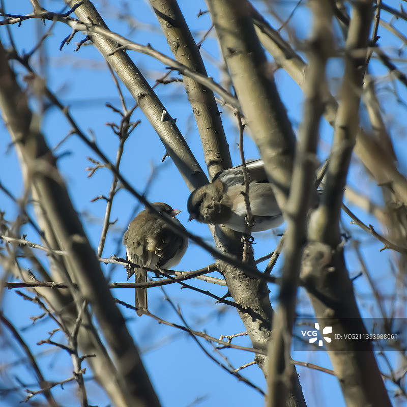 树上鸟儿栖息的仰视视角图片素材