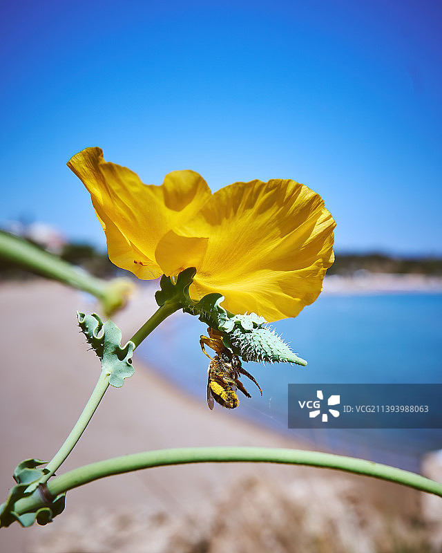花中的黄色蟹蛛与猎物图片素材