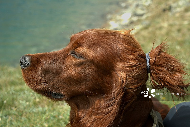 塞特犬侧视特写图片素材