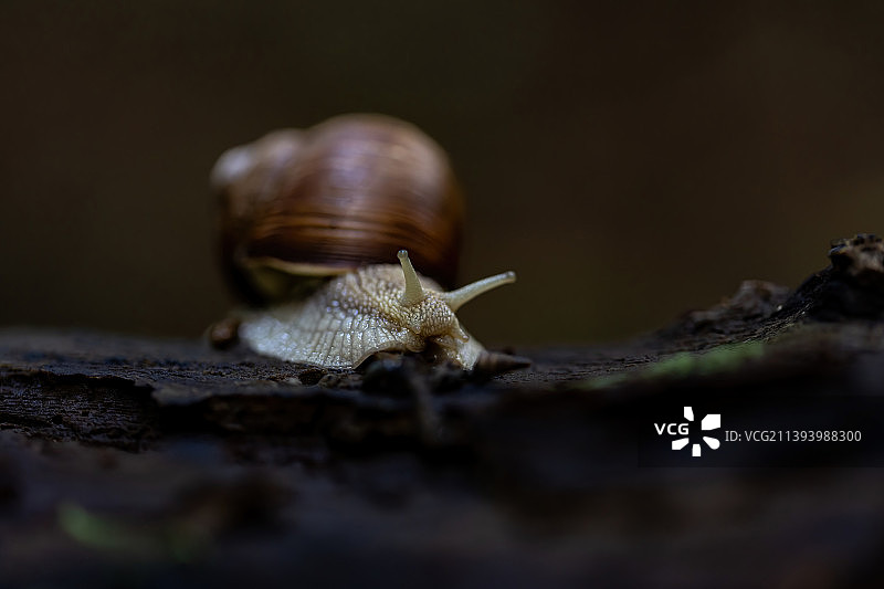 德国莱比锡布尔高厄的木头上的蜗牛特写图片素材