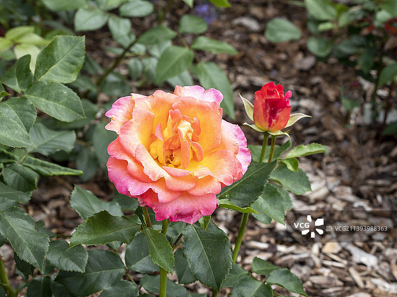 杂交茶香月季花与花蕾，灵感品种图片素材