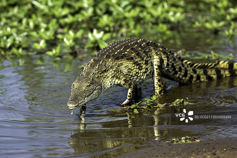 南非克鲁格国家公园水中的年轻鳄鱼图片素材