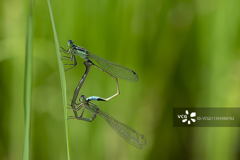 绿枝上的两只豆娘图片素材