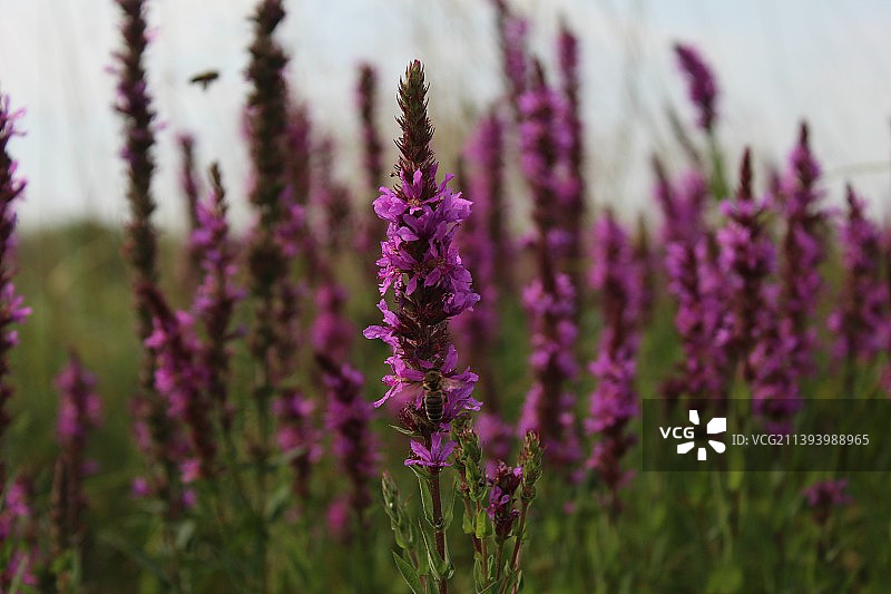田野上紫色开花植物的特写图片素材