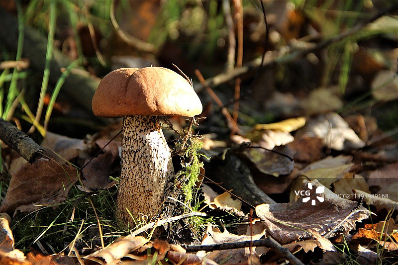 俄罗斯萨尼诺田野生长的蘑菇特写图片素材