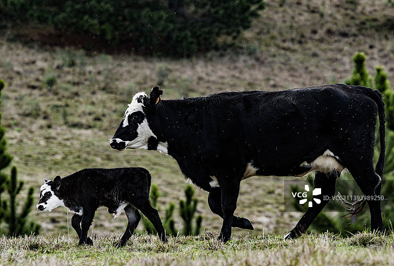 乌拉圭塔夸伦博省草地上吃草的牛图片素材