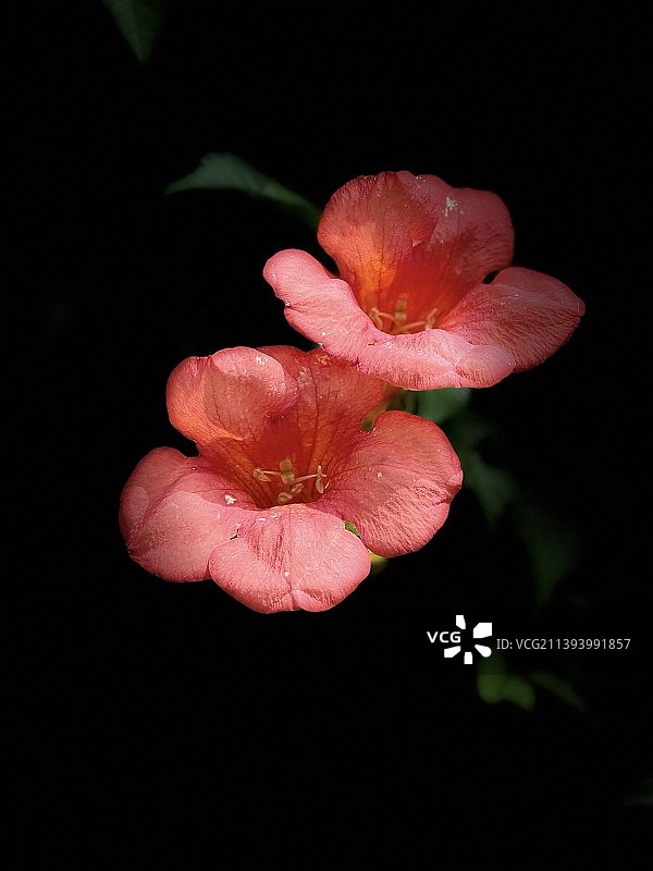 结伴的凌霄花图片素材