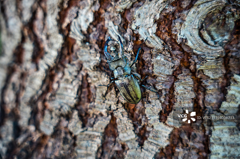 独角仙特写图片素材