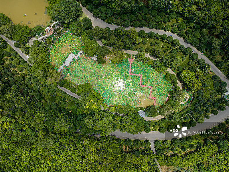 南宁青秀山公园荷花池图片素材