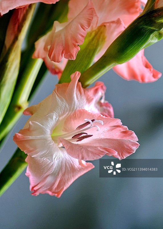 粉色剑兰图片素材