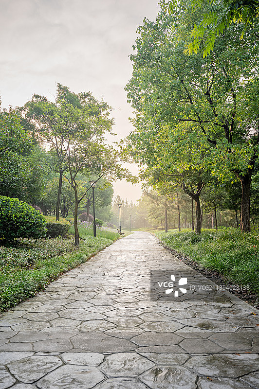 夏日清晨公园道路树林与道路图片素材