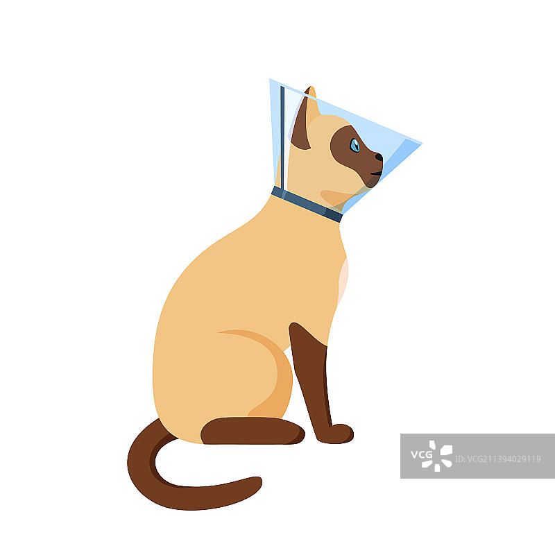戴着锥形项圈的猫图片素材