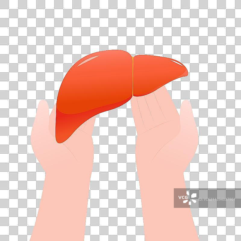 两手托起肝脏矢量插画元素图片素材