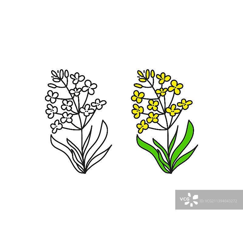 涂鸦油菜花图片素材