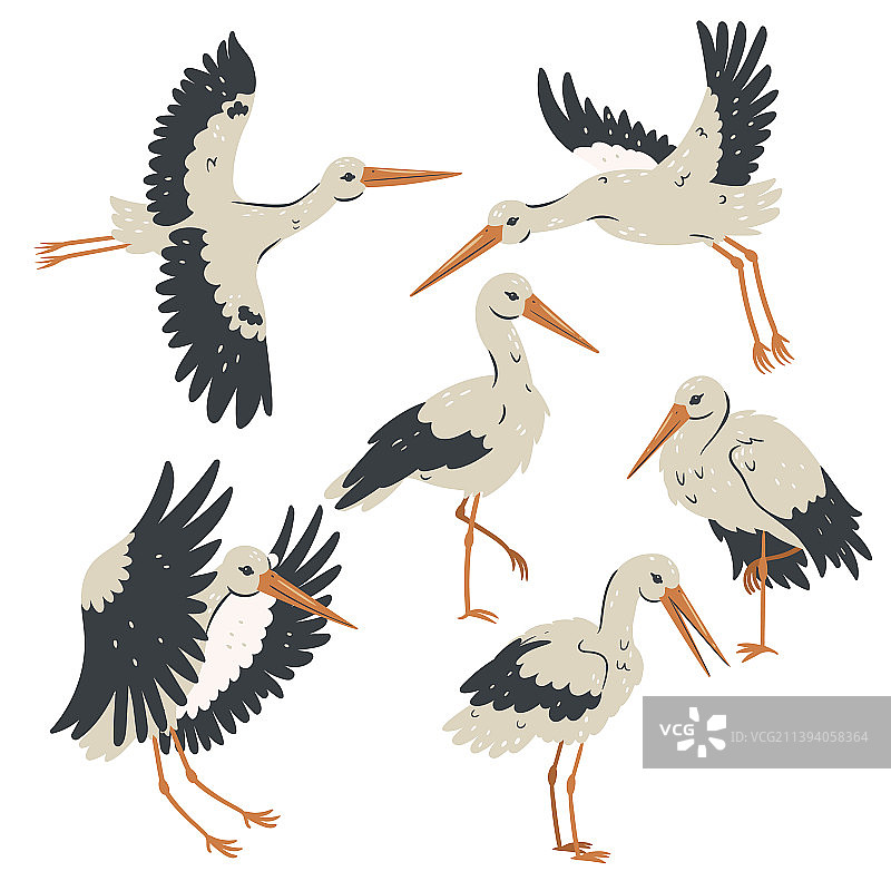 白色背景下的鹳鸟套装图片素材