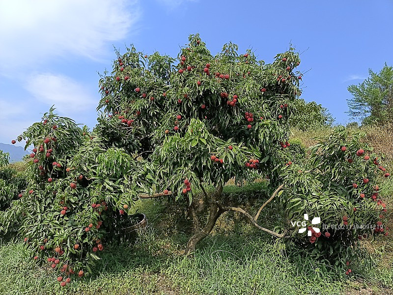 红灿灿的荔枝挂满枝头图片素材