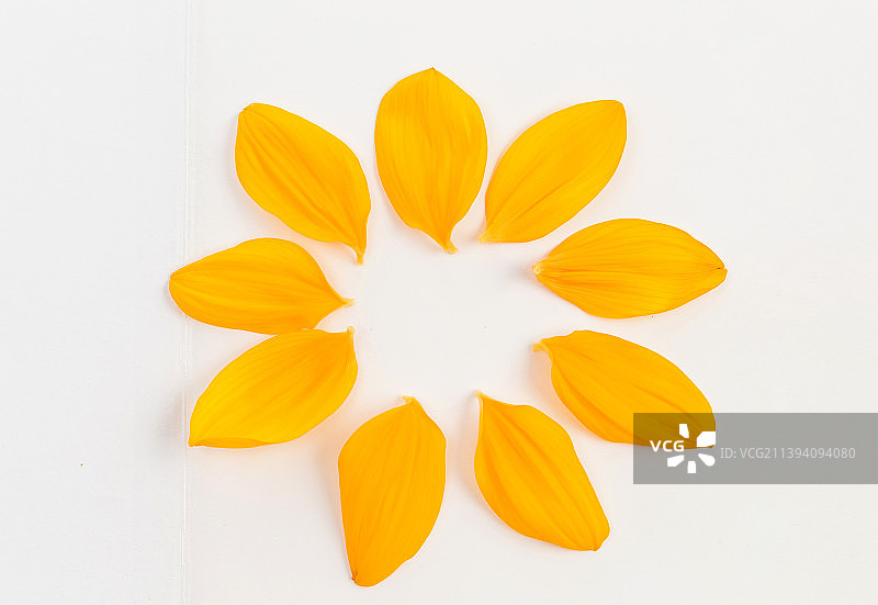 白色背景中的花瓣图片素材