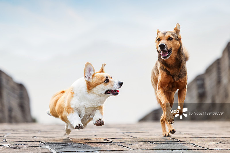 长城上的中华田园犬和柯基犬图片素材
