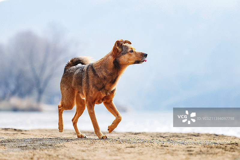 长城上的中华田园犬图片素材