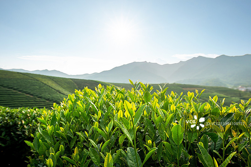 杭州龙井茶茶园图片素材