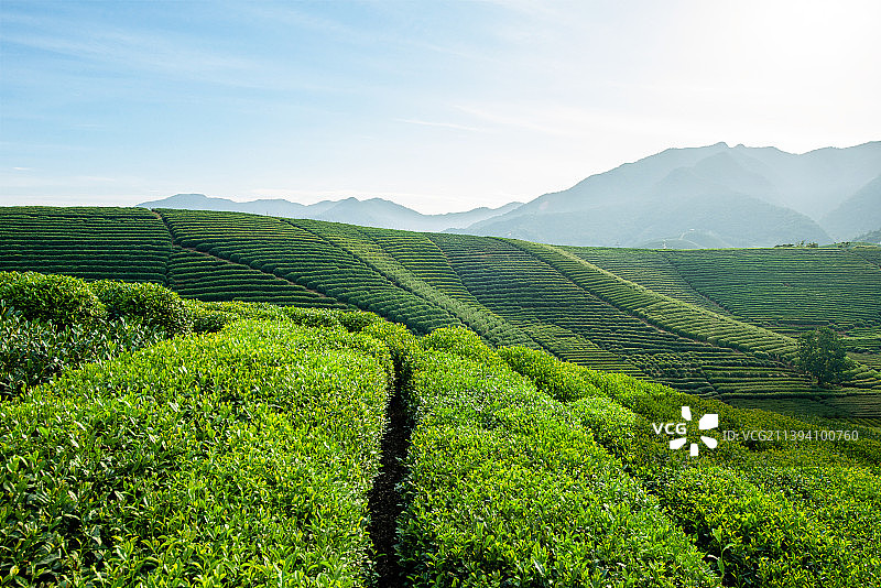 杭州龙井茶茶园图片素材