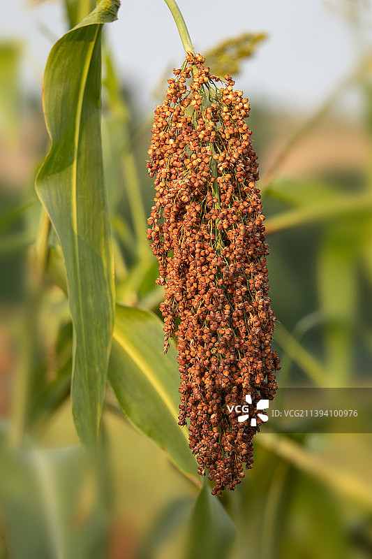 高粱红了图片素材