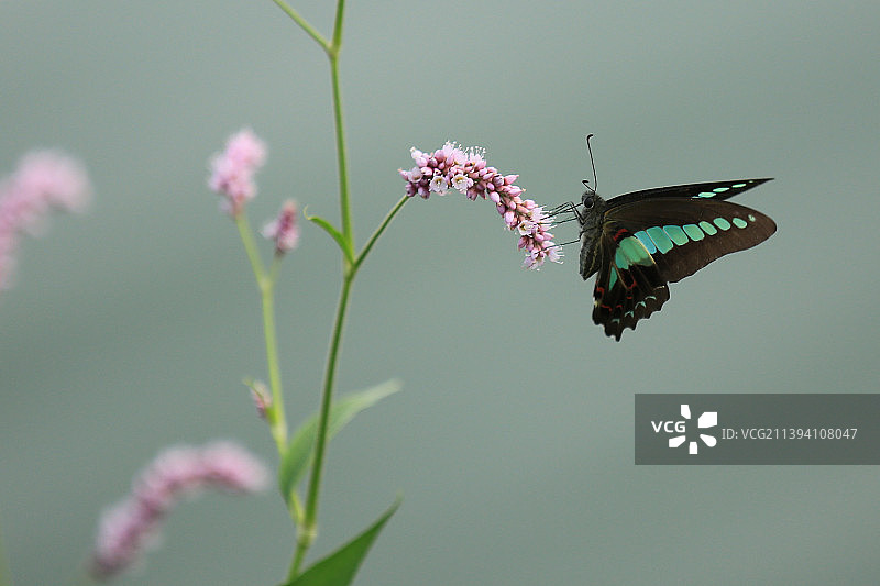 青凤蝶图片素材