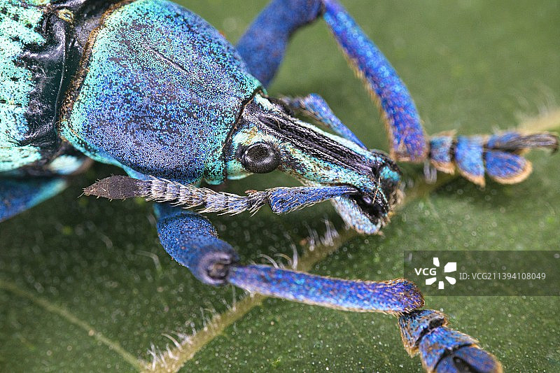 琉璃象甲图片素材