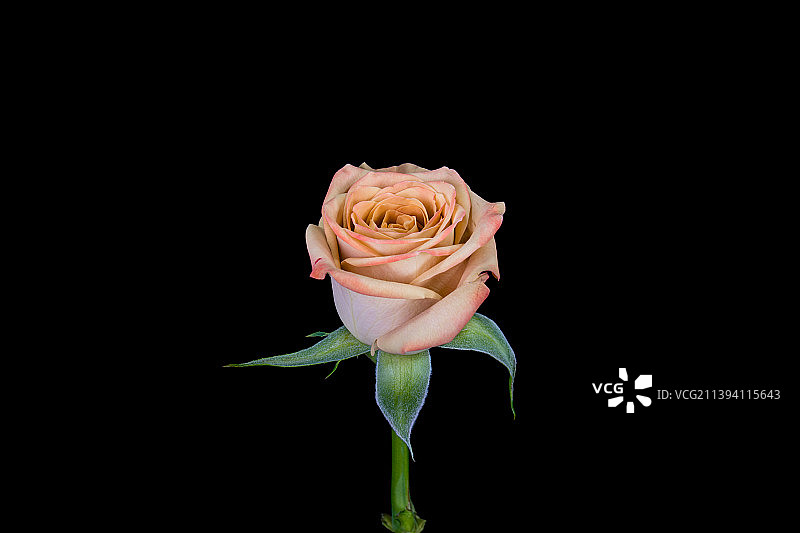 盛开的卡布奇诺玫瑰花图片素材