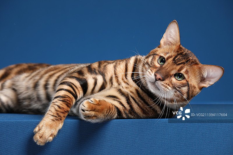 孟加拉豹猫图片素材