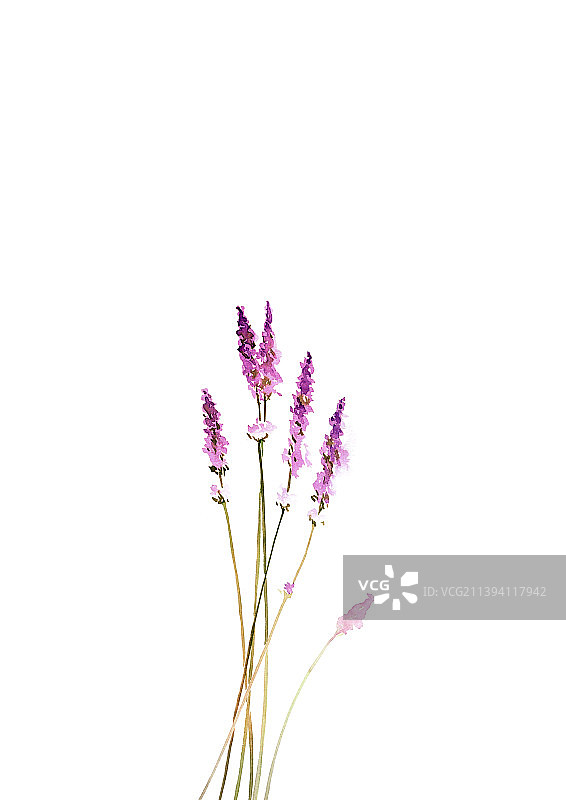 小清新水彩风格植物花草花卉留白设计展板背景插画图片素材