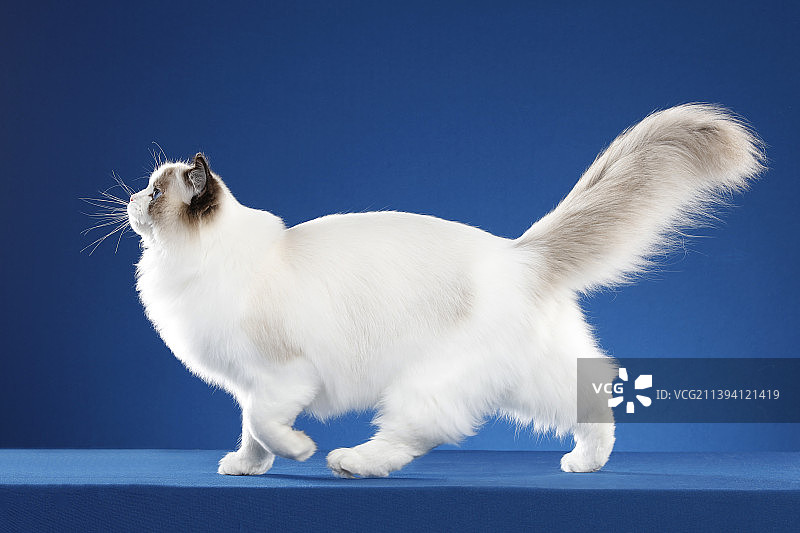 布偶猫图片素材