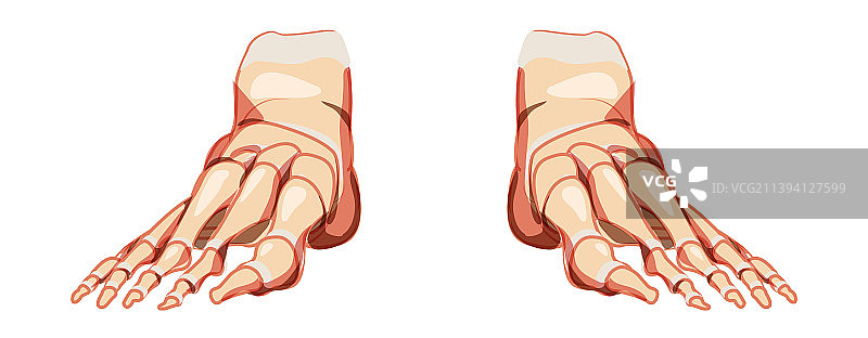 足部和踝骨人体骨骼前视图图片素材
