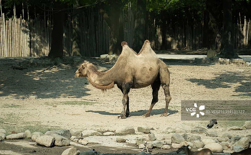 野生动物图片素材