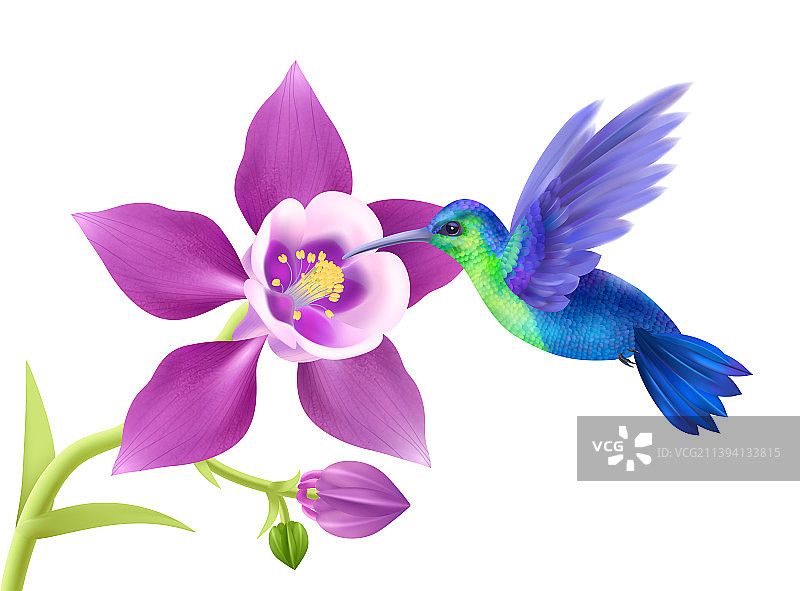 逼真的蜂鸟概念图片素材