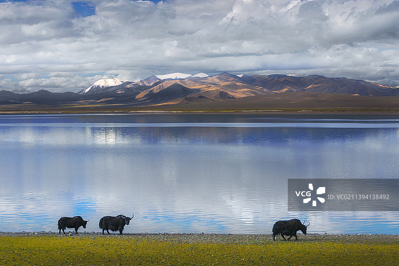 扎日南木措边的牦牛图片素材