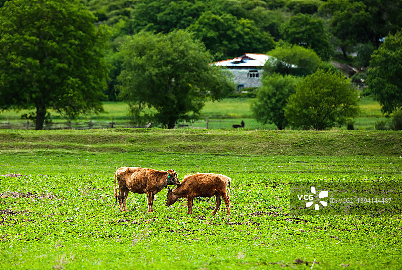 西藏林芝风光 牧场上的牦牛和成群的飞鸟图片素材